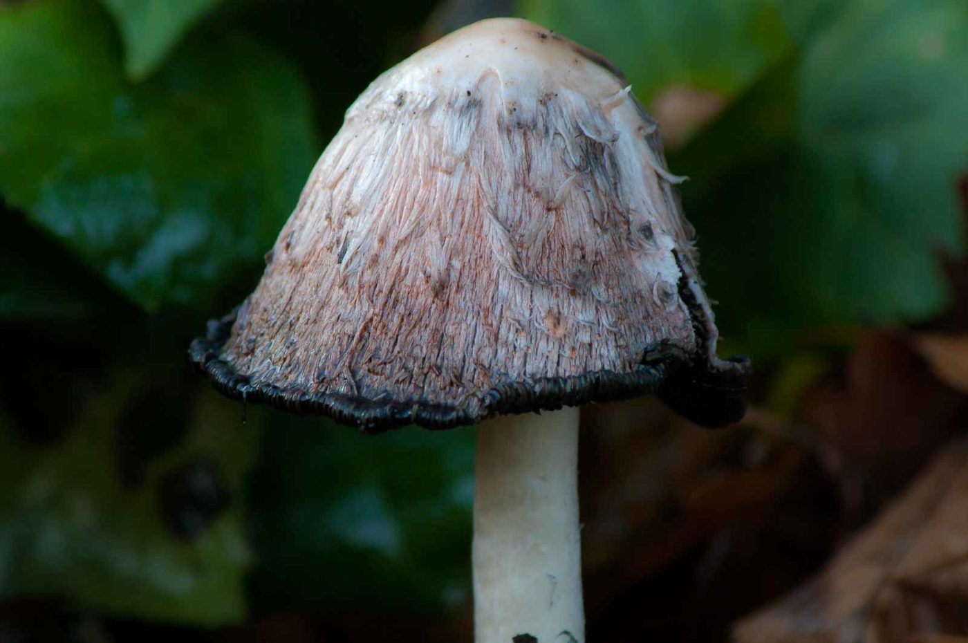 2018-12-04 - RUB - Botanischer Garten