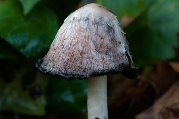 2018-12-04 - RUB - Botanischer Garten