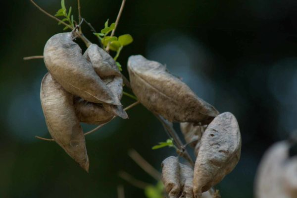 2018-12-04 - RUB - Botanischer Garten