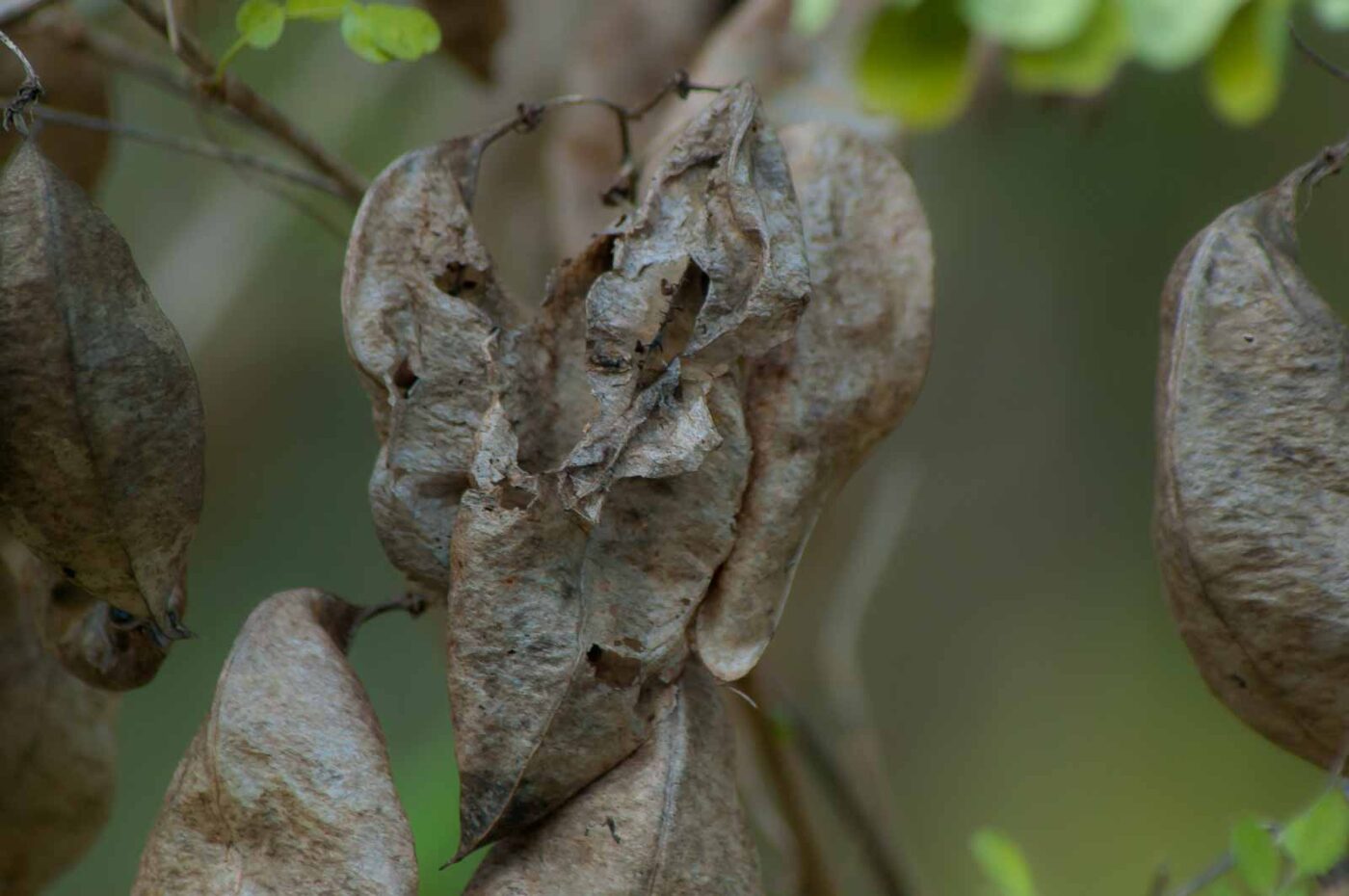 2018-12-04 - RUB - Botanischer Garten