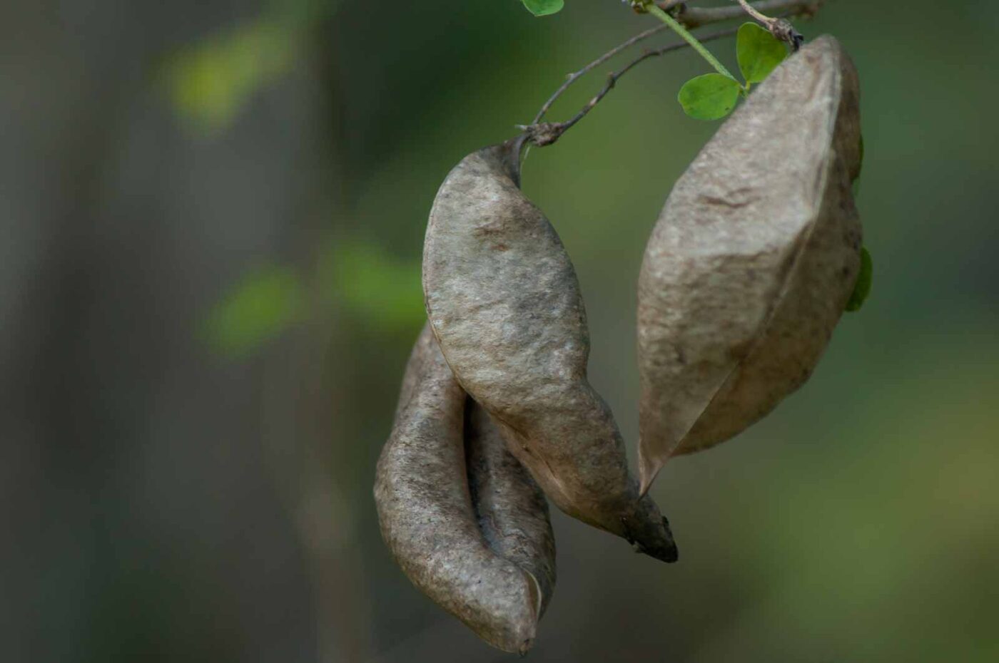 2018-12-04 - RUB - Botanischer Garten