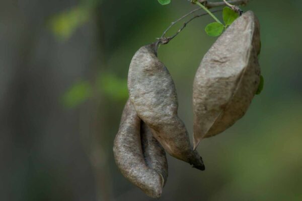 2018-12-04 - RUB - Botanischer Garten