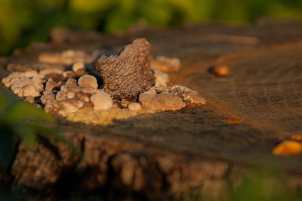 2018-12-04 - RUB - Botanischer Garten