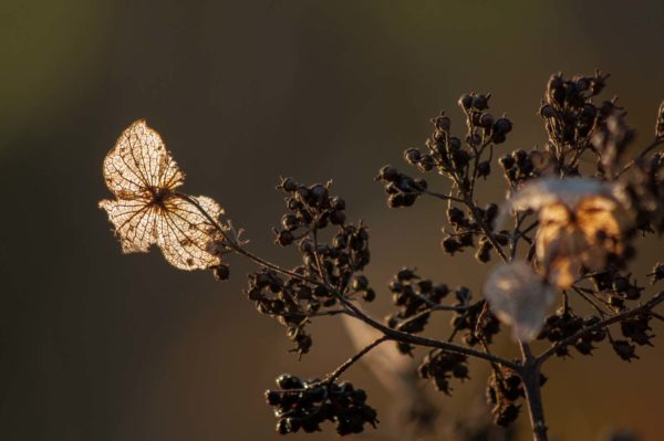 2018-12-04 - RUB - Botanischer Garten