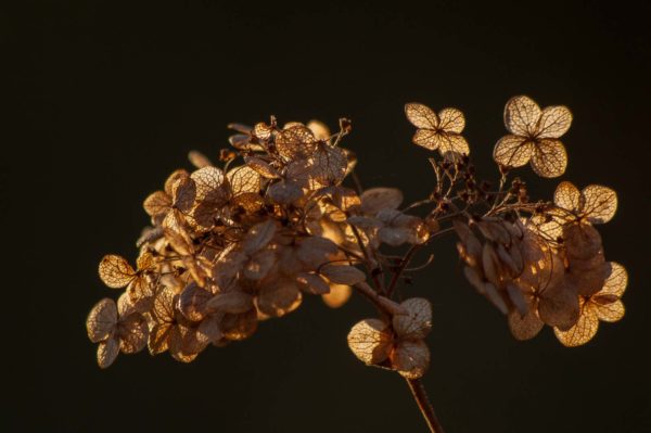 2018-12-04 - RUB - Botanischer Garten