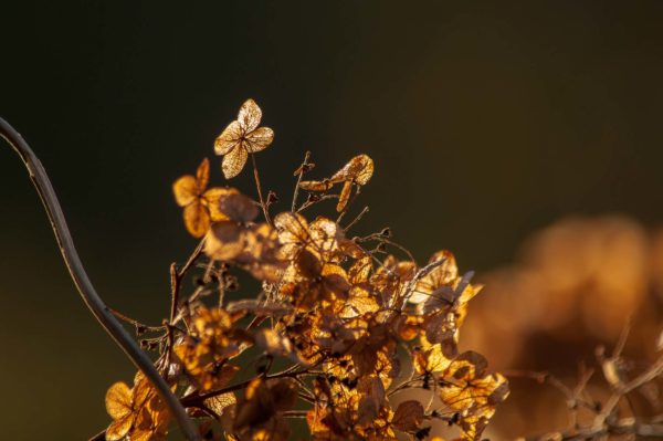 2018-12-04 - RUB - Botanischer Garten