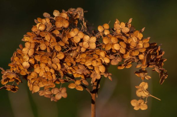 2018-12-04 - RUB - Botanischer Garten