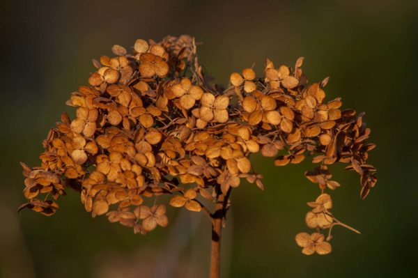 2018-12-04 - RUB - Botanischer Garten