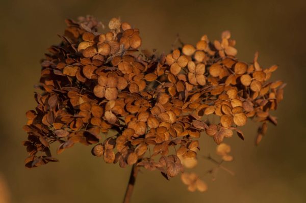 2018-12-04 - RUB - Botanischer Garten