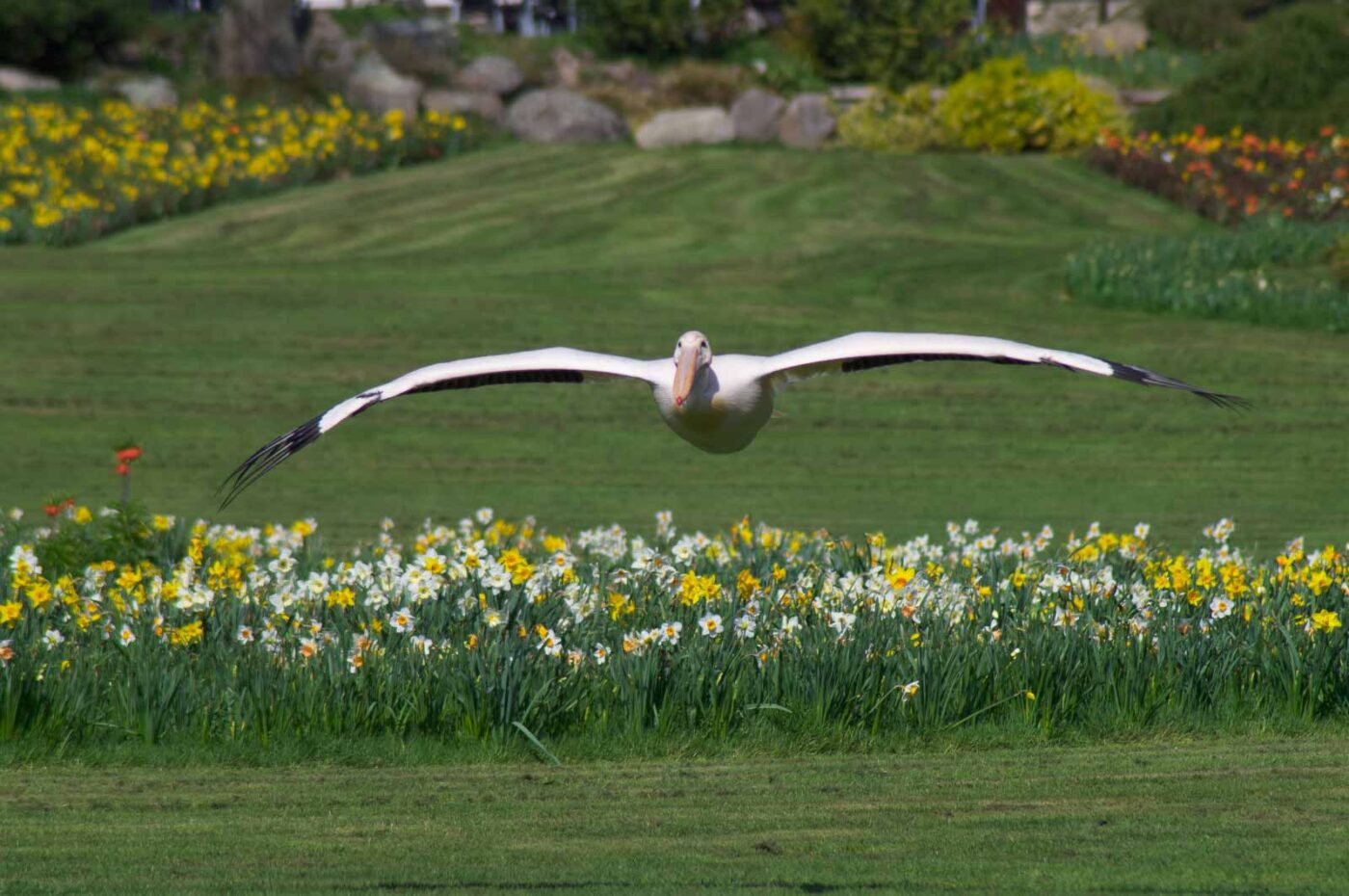 2018-04-18 - Walsrode - Vogelpark