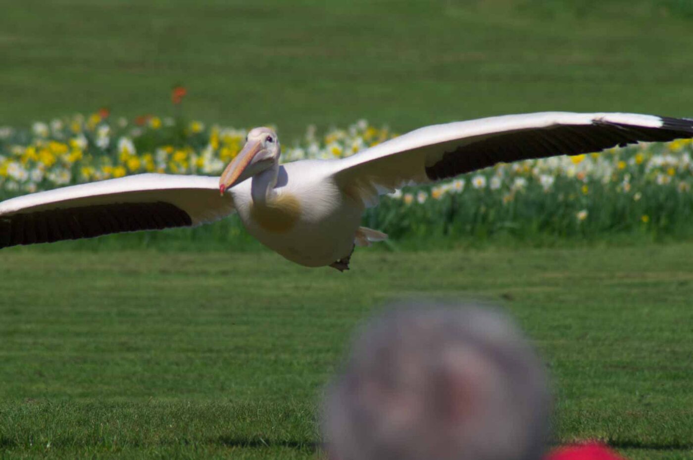 2018-04-18 - Walsrode - Vogelpark