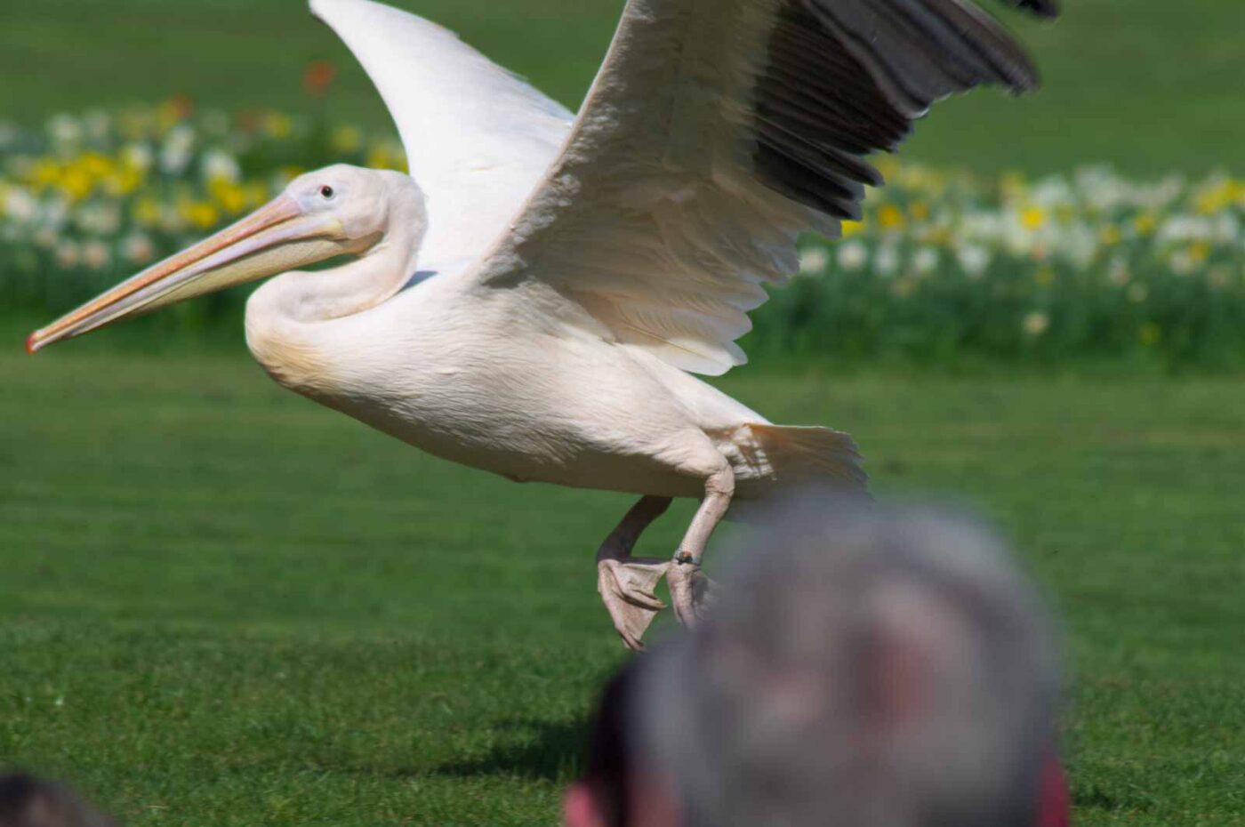 2018-04-18 - Walsrode - Vogelpark