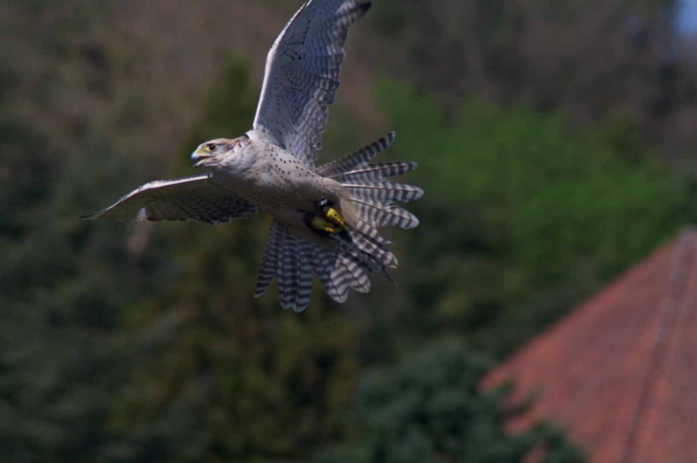 2018-04-18 - Walsrode - Vogelpark