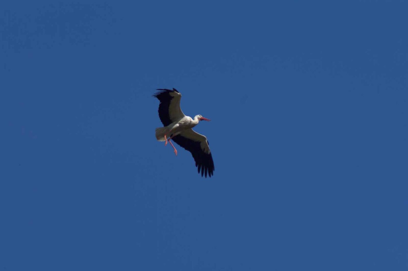 2018-04-18 - Walsrode - Vogelpark