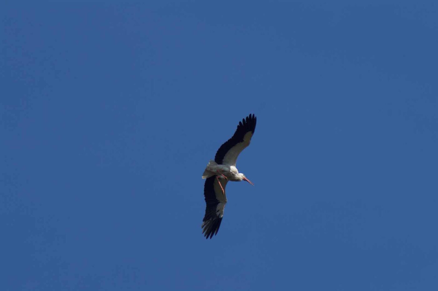 2018-04-18 - Walsrode - Vogelpark