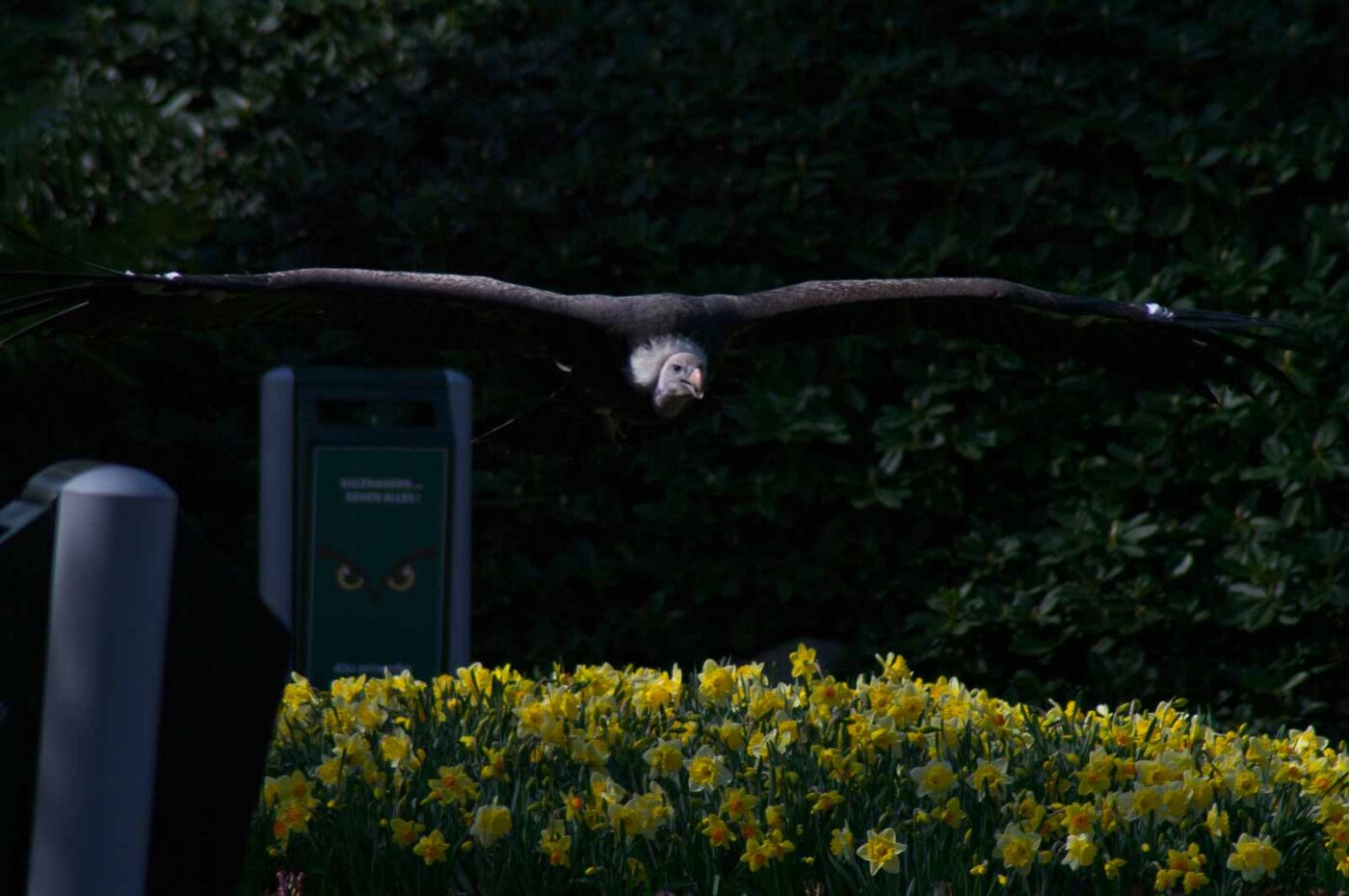2018-04-18 - Walsrode - Vogelpark