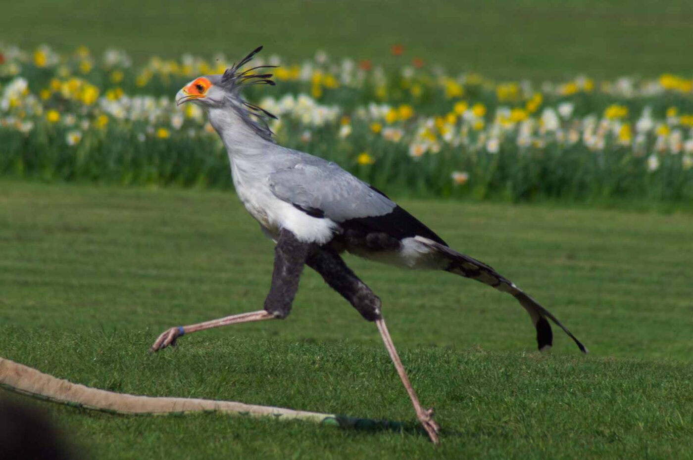2018-04-18 - Walsrode - Vogelpark