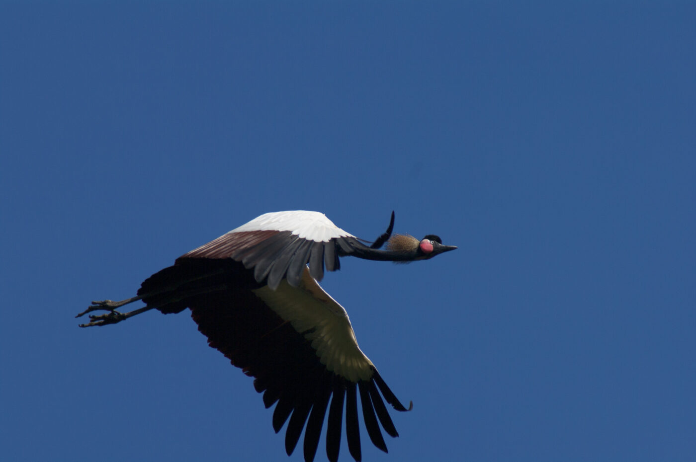 2018-04-18 - Walsrode - Vogelpark