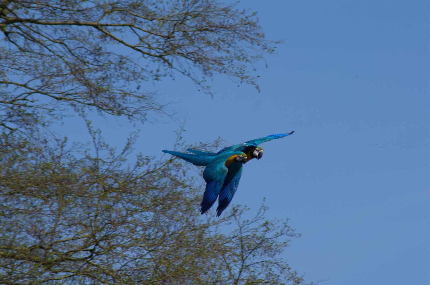 2018-04-18 - Walsrode - Vogelpark