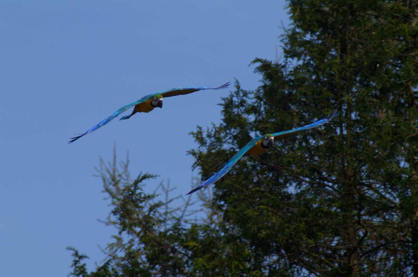 2018-04-18 - Walsrode - Vogelpark