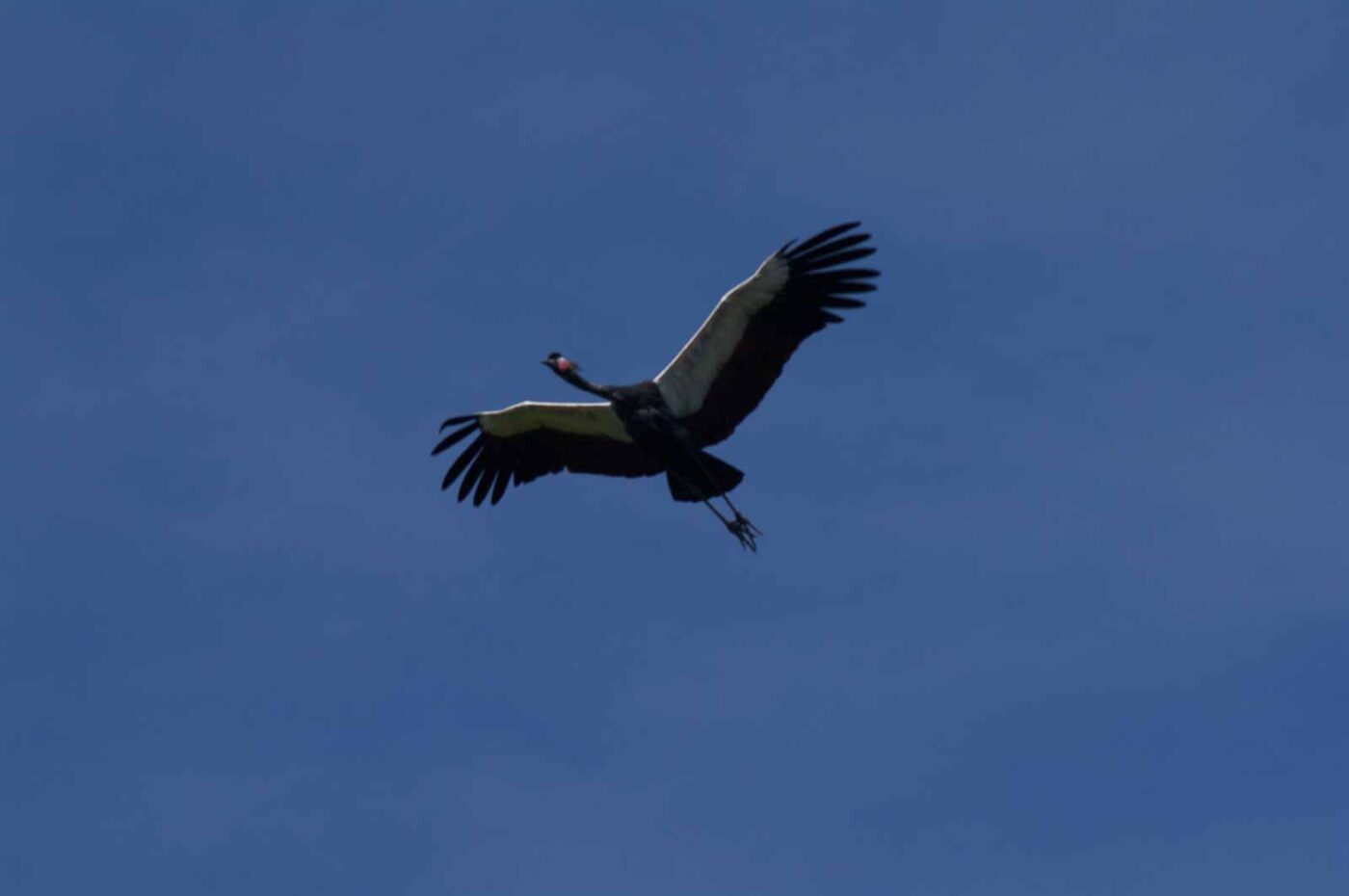 2018-04-18 - Walsrode - Vogelpark