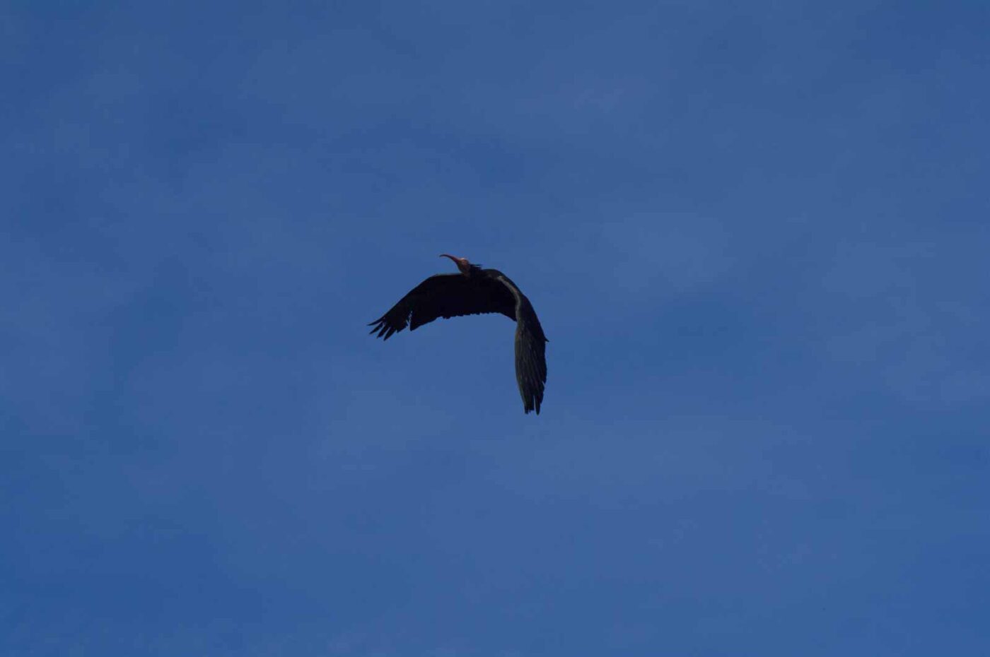 2018-04-18 - Walsrode - Vogelpark