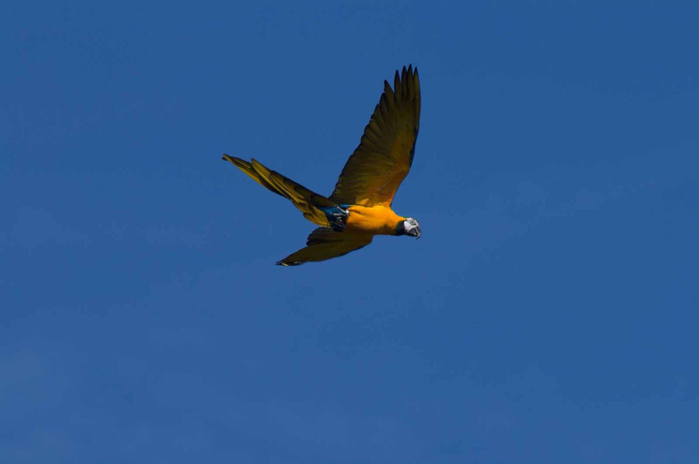 2018-04-18 - Walsrode - Vogelpark