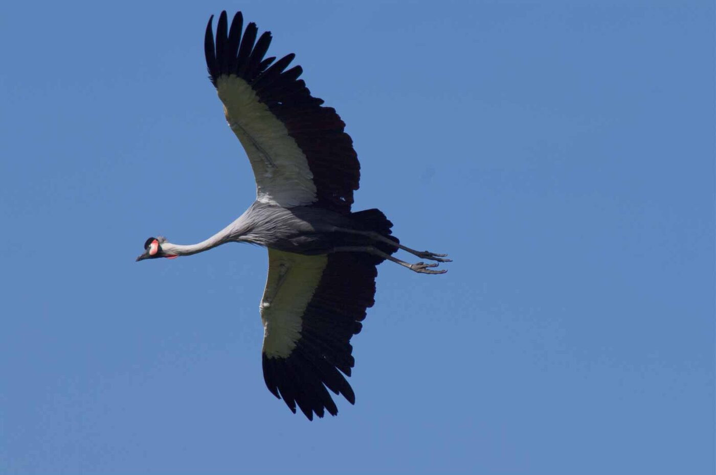 2018-04-18 - Walsrode - Vogelpark