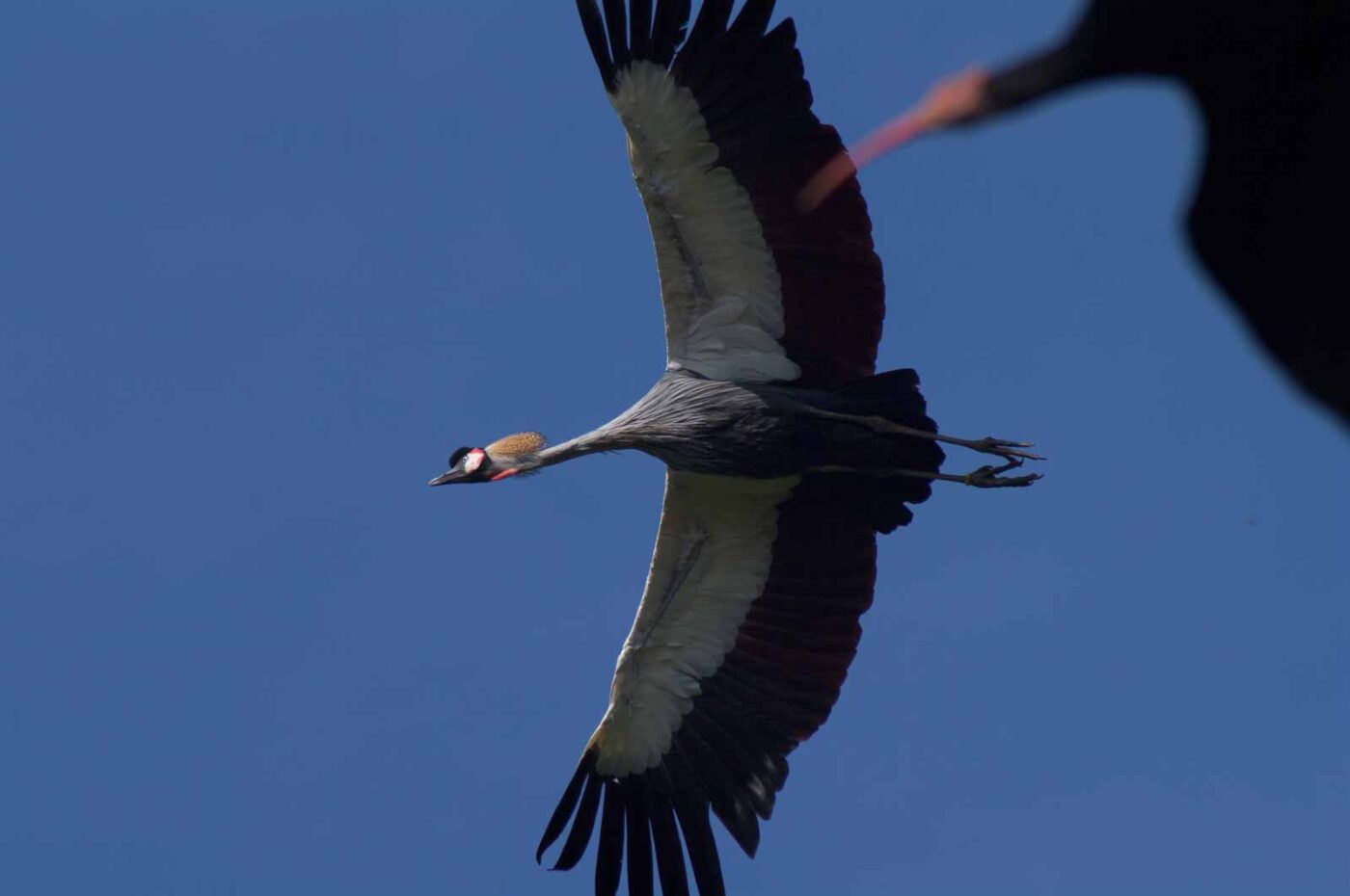 2018-04-18 - Walsrode - Vogelpark