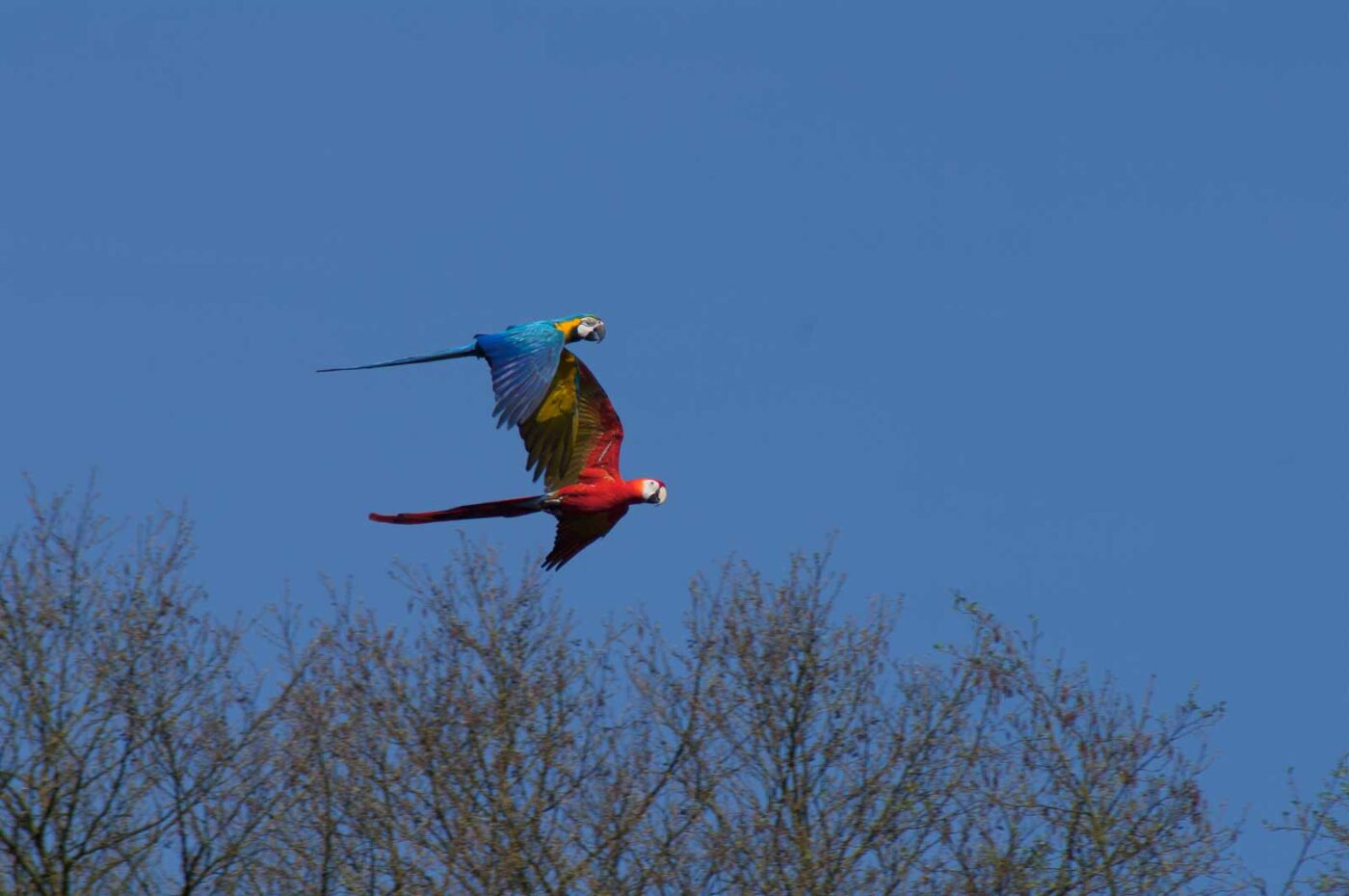 2018-04-18 - Walsrode - Vogelpark