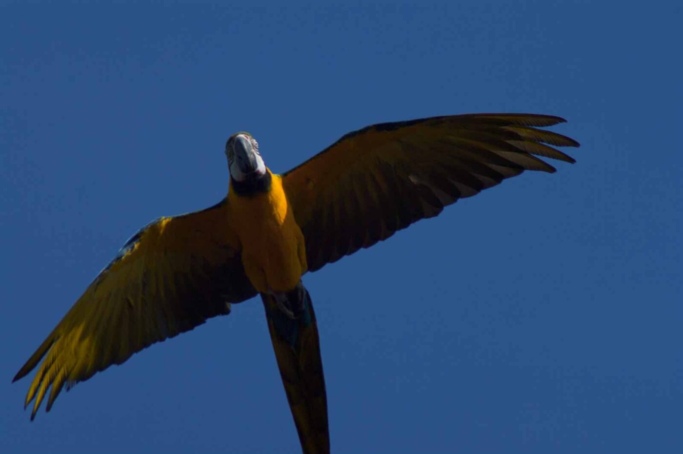 2018-04-18 - Walsrode - Vogelpark