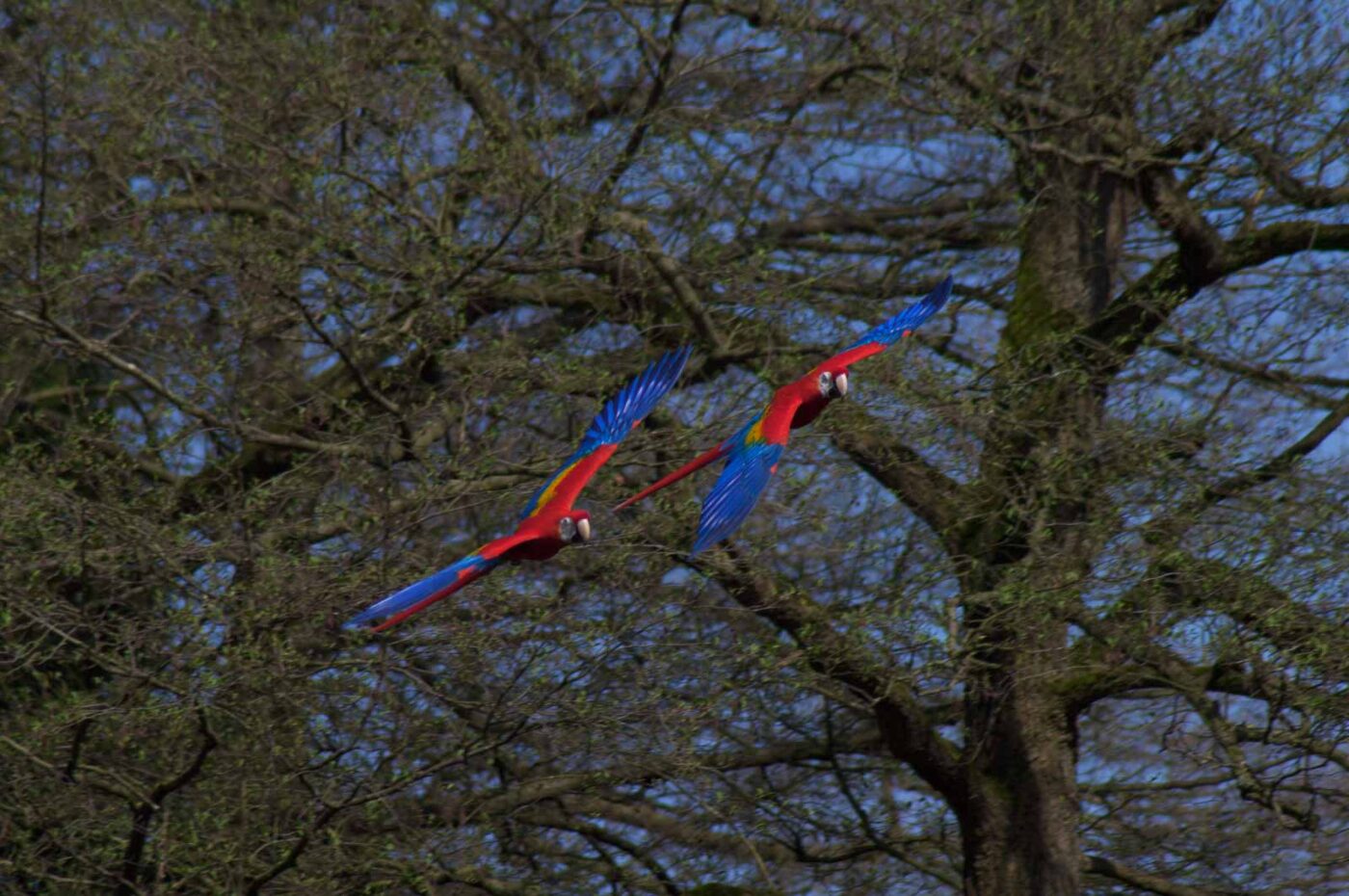 2018-04-18 - Walsrode - Vogelpark