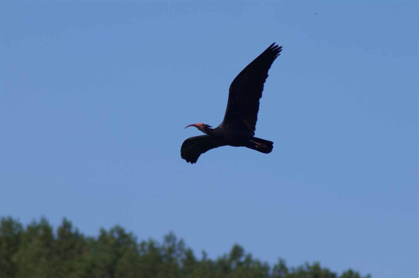 2018-04-18 - Walsrode - Vogelpark