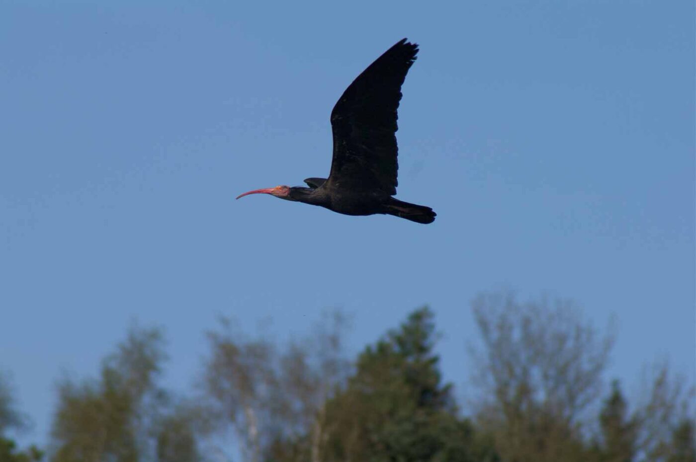 2018-04-18 - Walsrode - Vogelpark