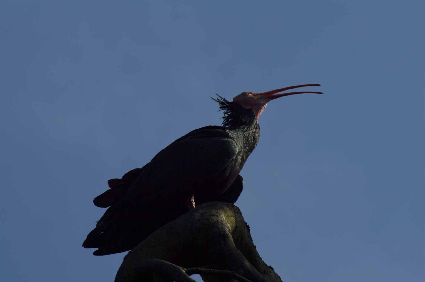 2018-04-18 - Walsrode - Vogelpark