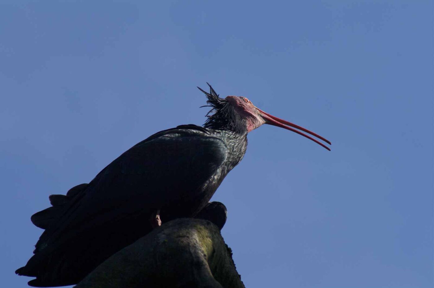 2018-04-18 - Walsrode - Vogelpark