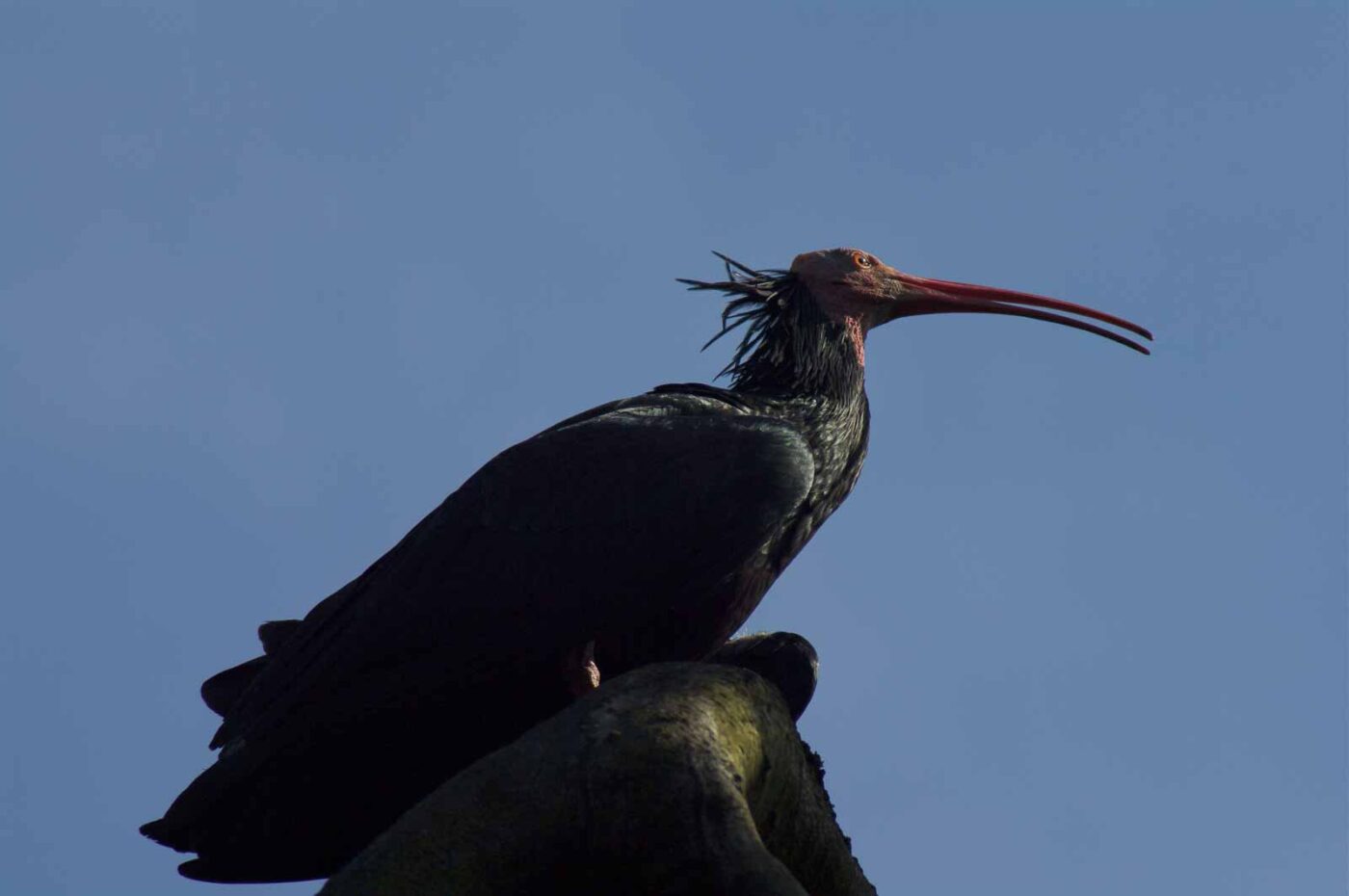 2018-04-18 - Walsrode - Vogelpark