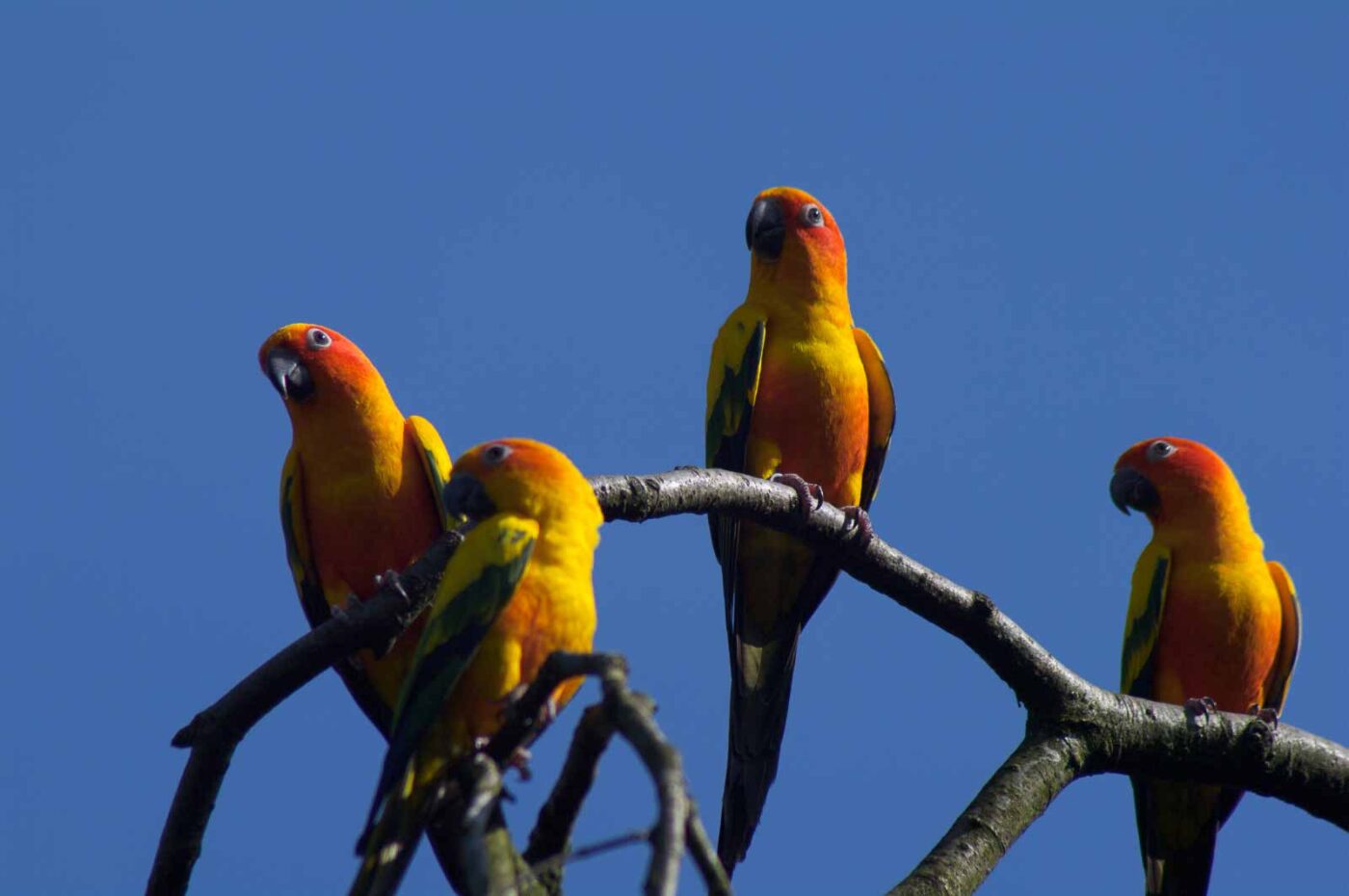 2018-04-18 - Walsrode - Vogelpark