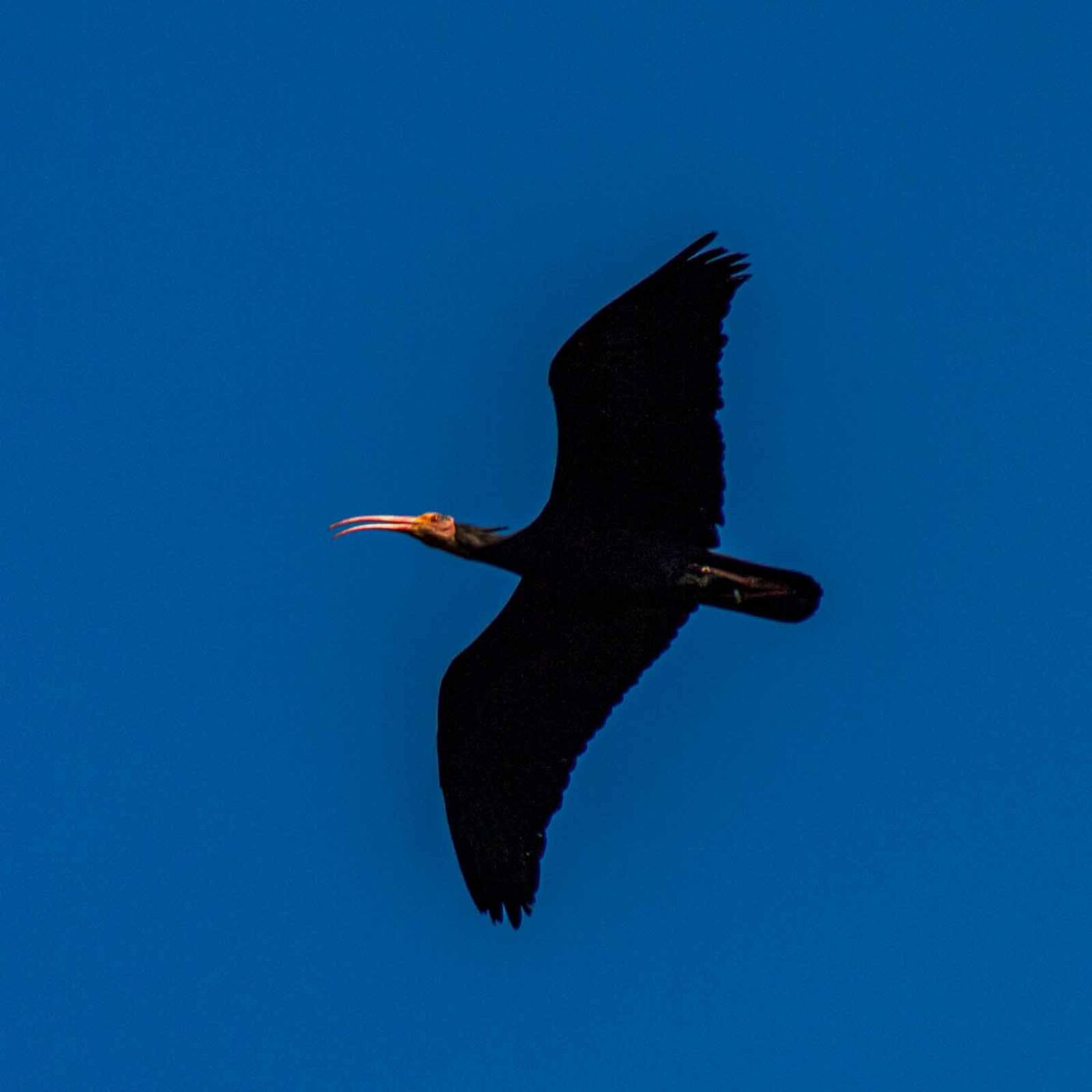 2018-04-18 - Walsrode - Vogelpark