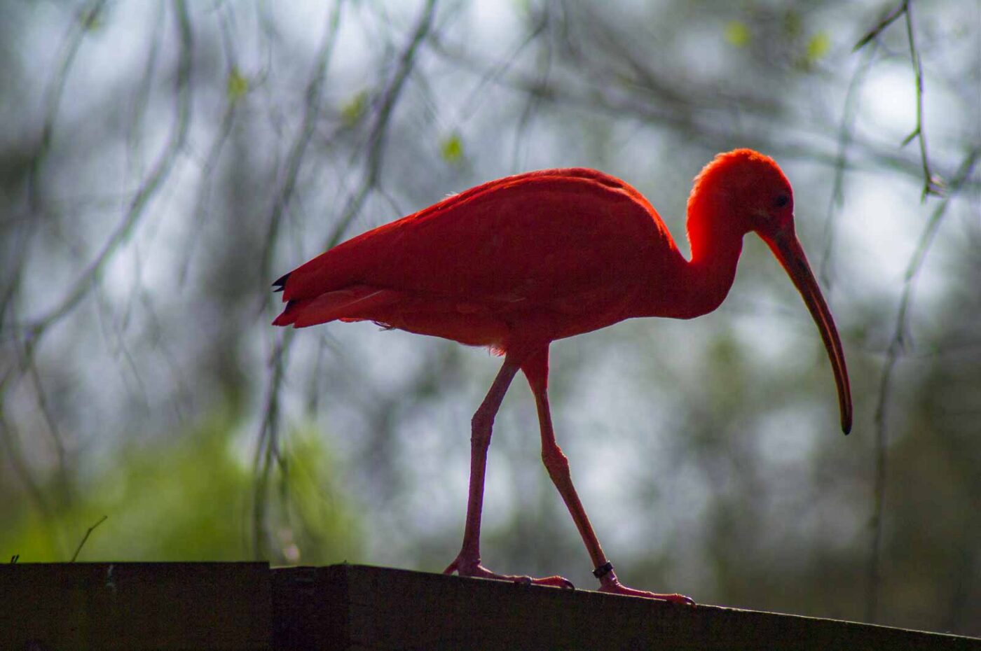 2018-04-18 - Walsrode - Vogelpark