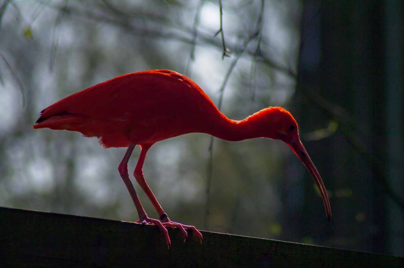 2018-04-18 - Walsrode - Vogelpark