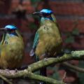 2018-04-18 - Walsrode - Vogelpark