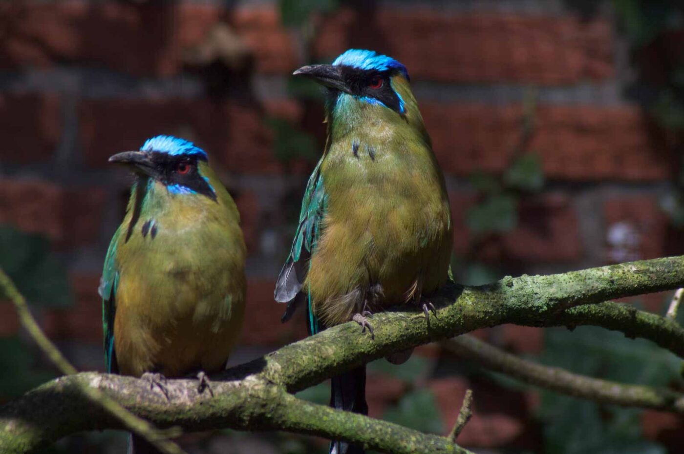2018-04-18 - Walsrode - Vogelpark