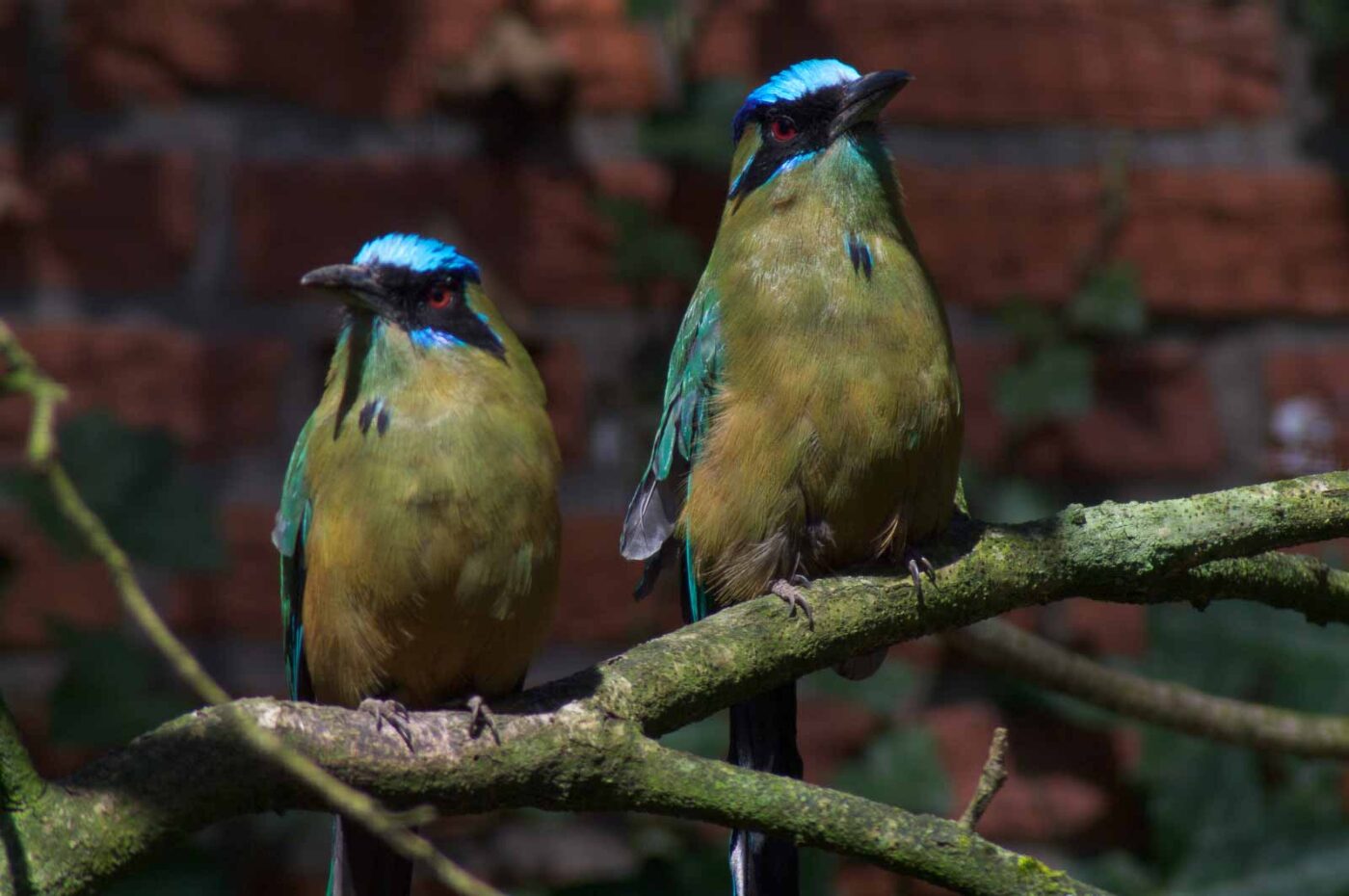 2018-04-18 - Walsrode - Vogelpark