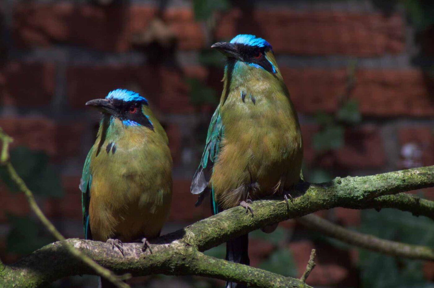 2018-04-18 - Walsrode - Vogelpark