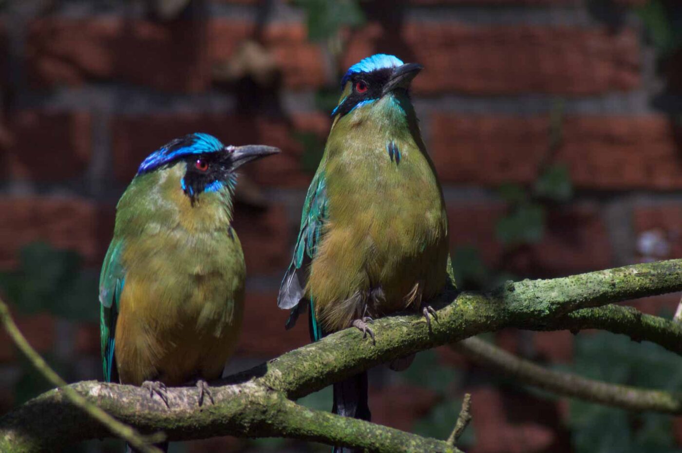2018-04-18 - Walsrode - Vogelpark
