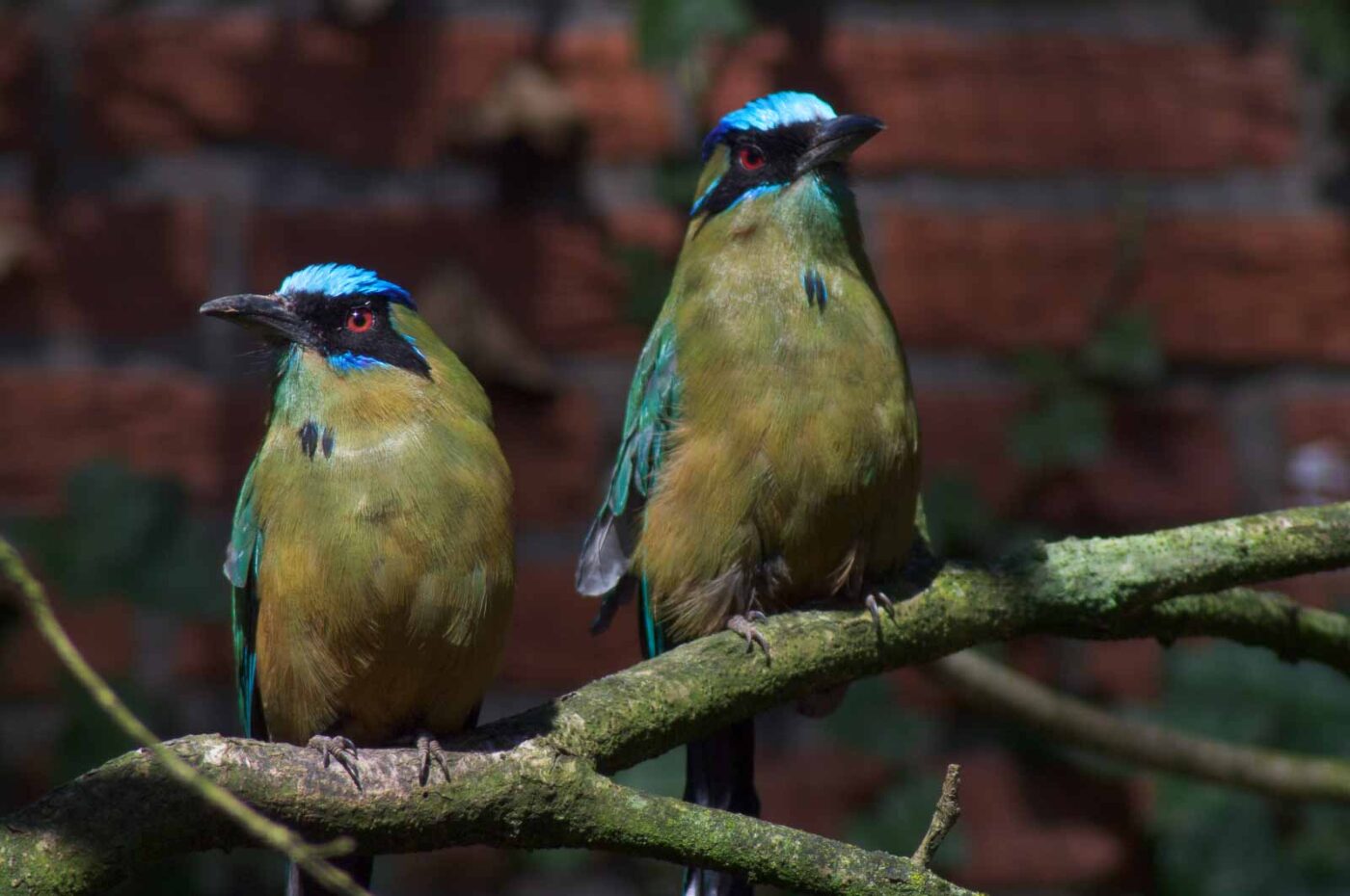 2018-04-18 - Walsrode - Vogelpark