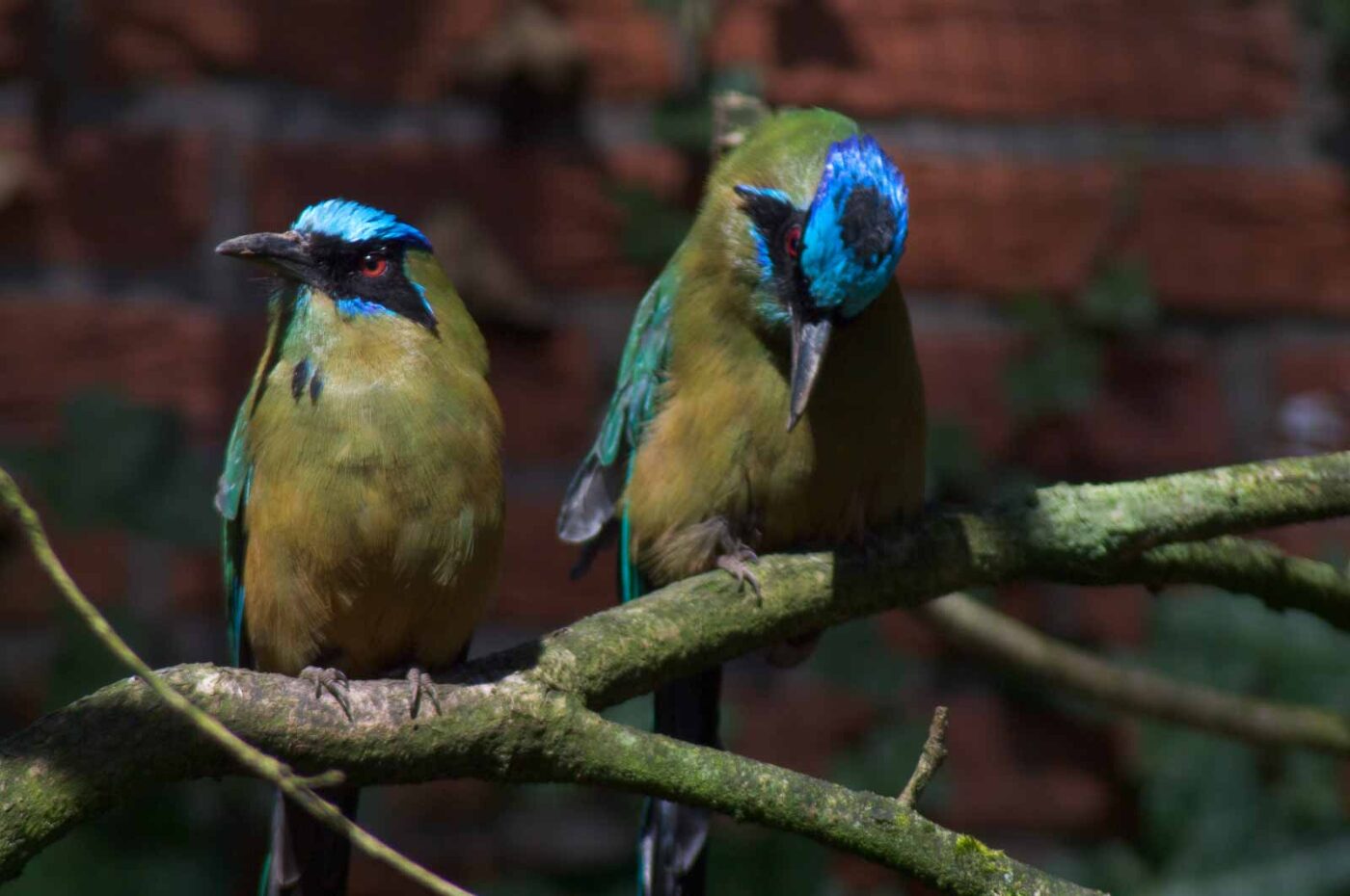 2018-04-18 - Walsrode - Vogelpark