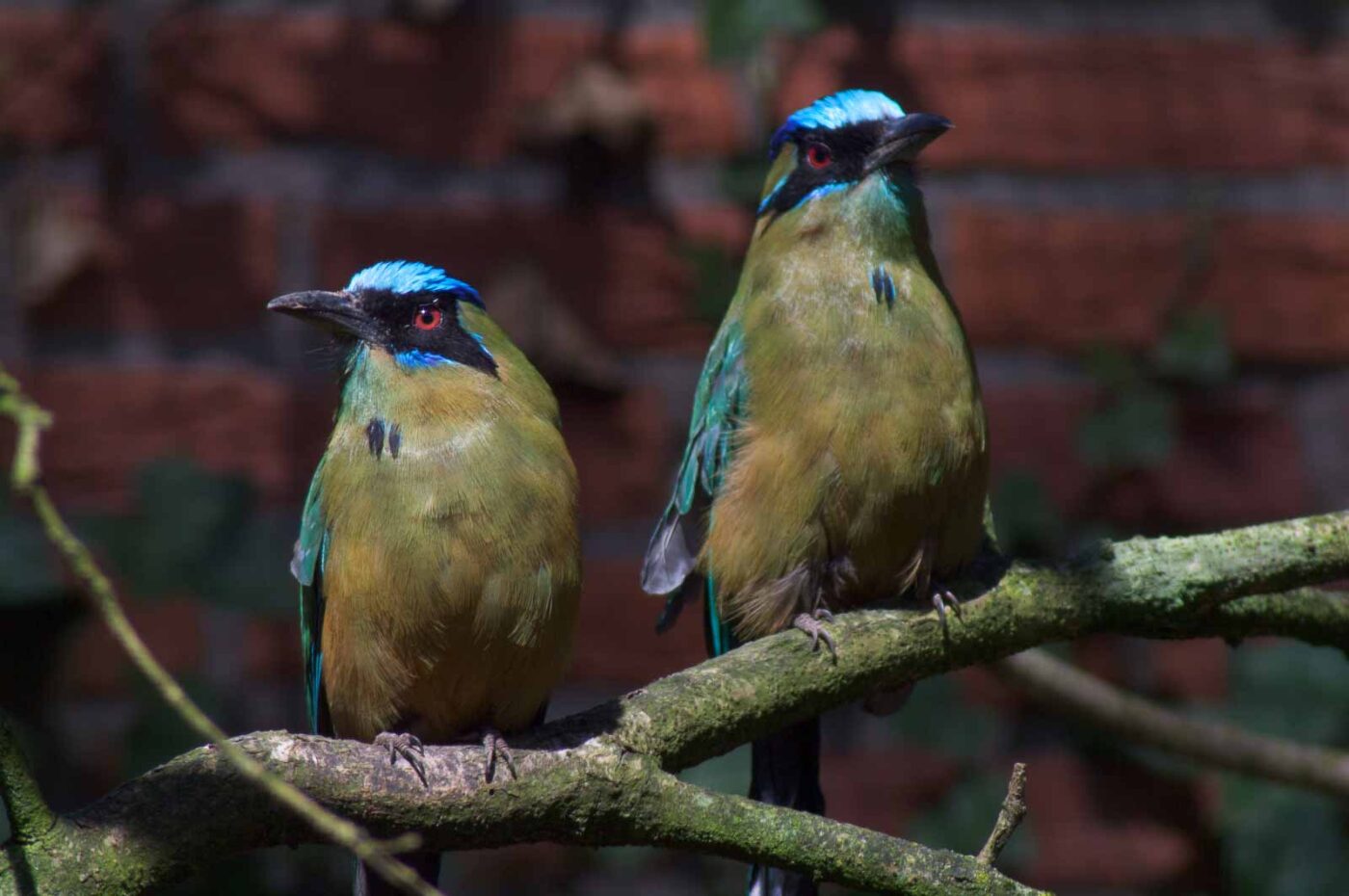 2018-04-18 - Walsrode - Vogelpark