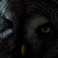 2018-04-18 - Walsrode - Vogelpark